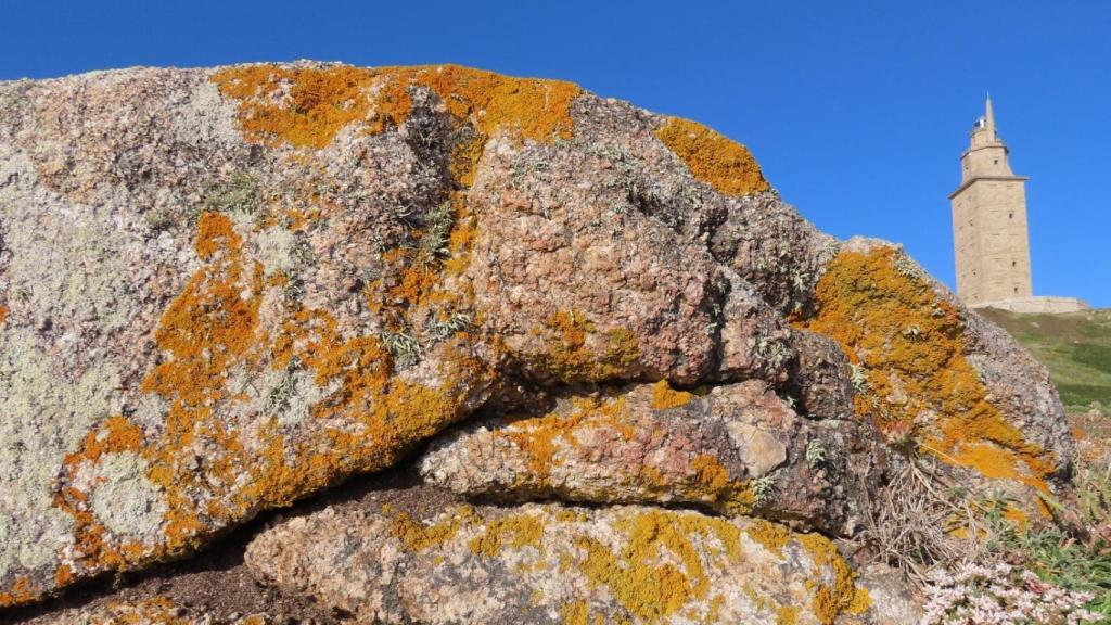 Líquenes, una de las imágenes de la exposición inaugurada hoy