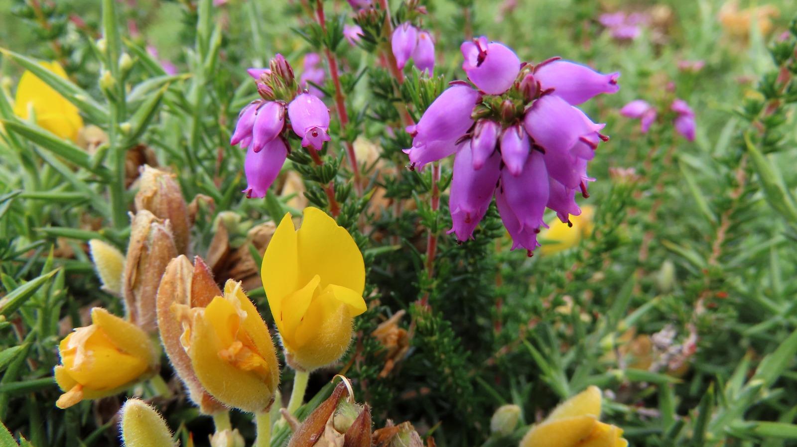 Brezo y tojo (Andrés Rodríguez Pereira)
