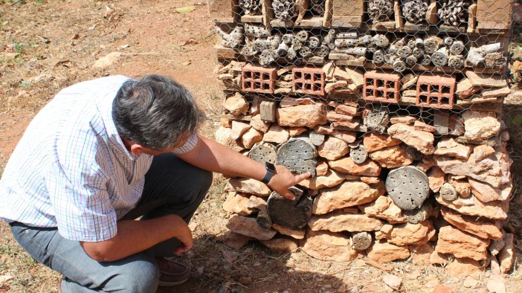 Nidos naturales y protegidos para los insectos del limonero.