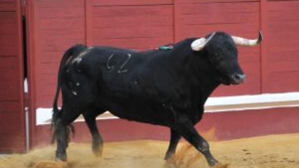 El toro 'Tahonero' de Miura