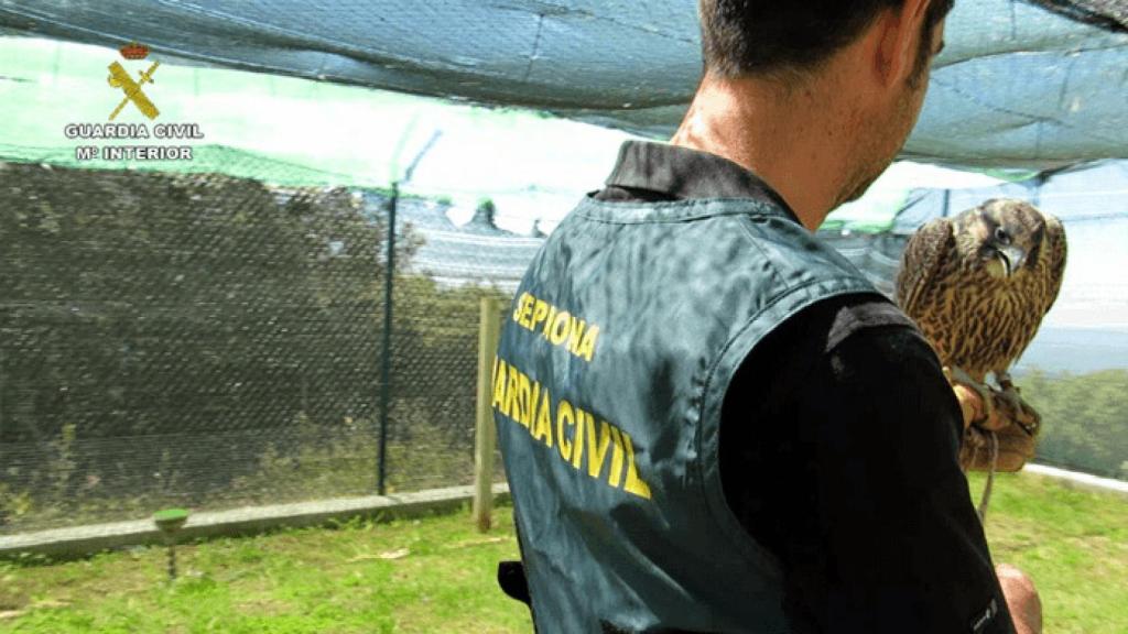 Guardia Civil halcones