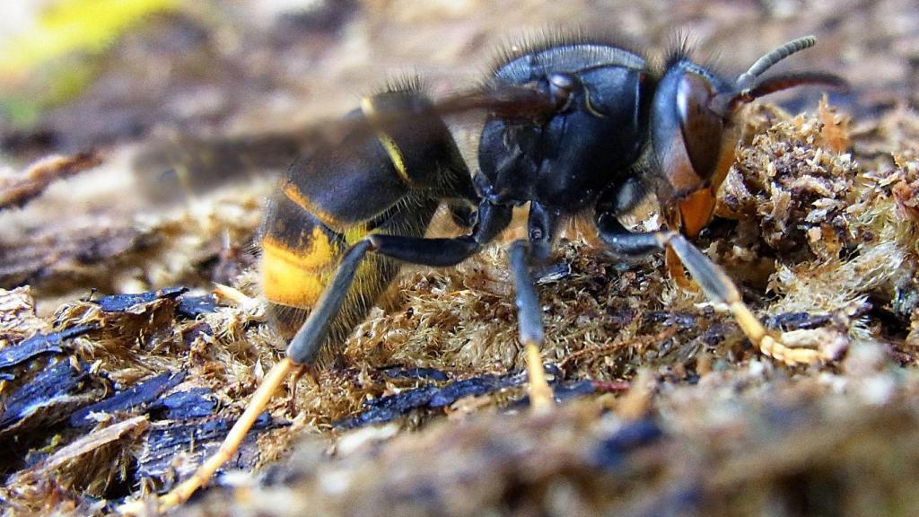 Feáns es la zona más afectada de A Coruña