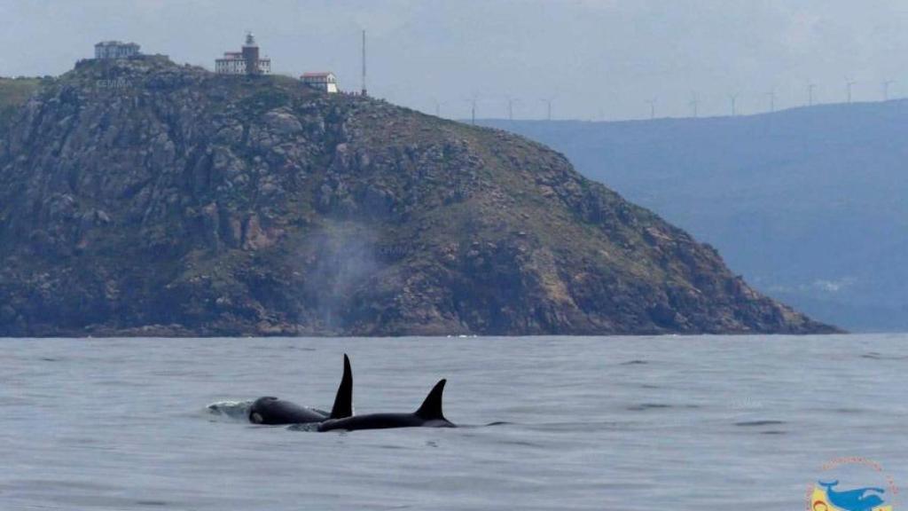 Orcas avistadas hace unos días en Fisterra
