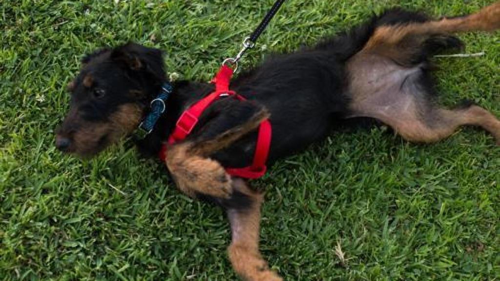 El dueño de unos perros que murieron encerrados en un coche a 43º en Córdoba se sienta en el banquillo
