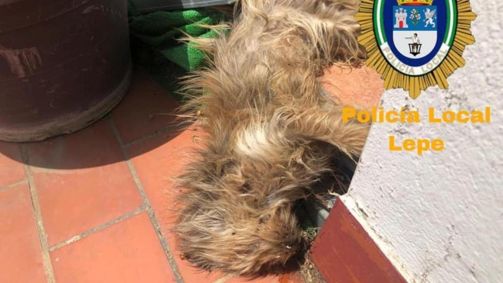 El perro muerto encontrado por la Policía Local de Lepe.