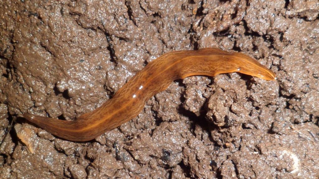 Un especimen de obama nungara como los que se han detectado en el Parque Natural de l'Albufera