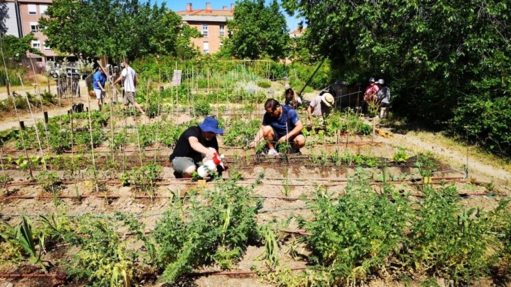 Foto: La rosa fuera del tiesto