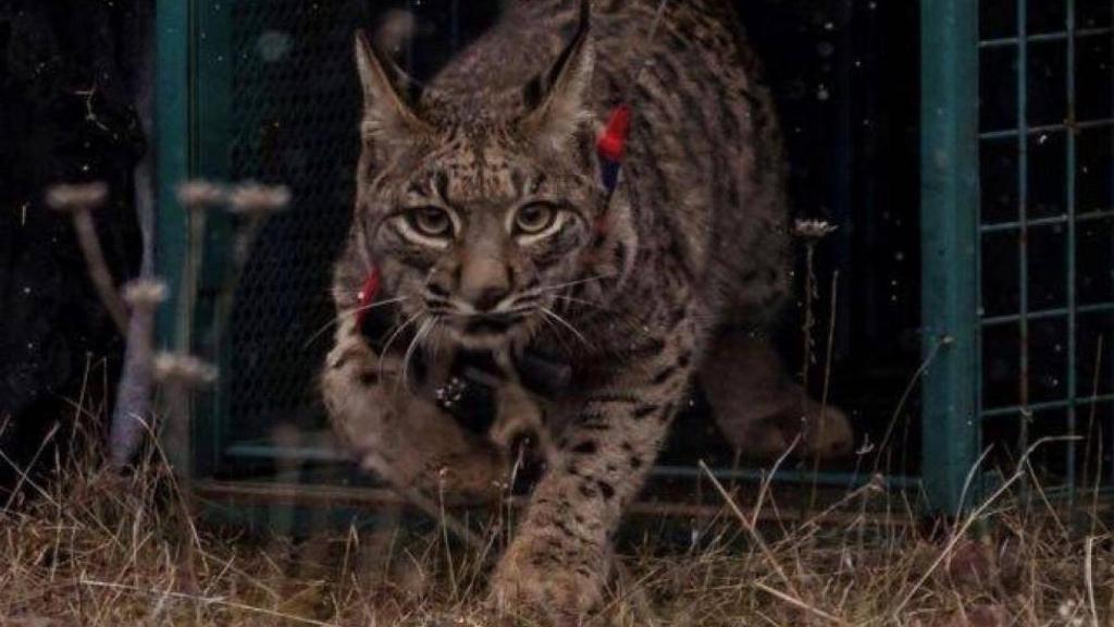 El número de cachorros nacidos en 2023 se incrementó hasta los 722.
