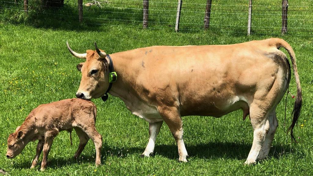 Una vaca en el campo monitorizada con la aplicación desarrollada por la empresa española.