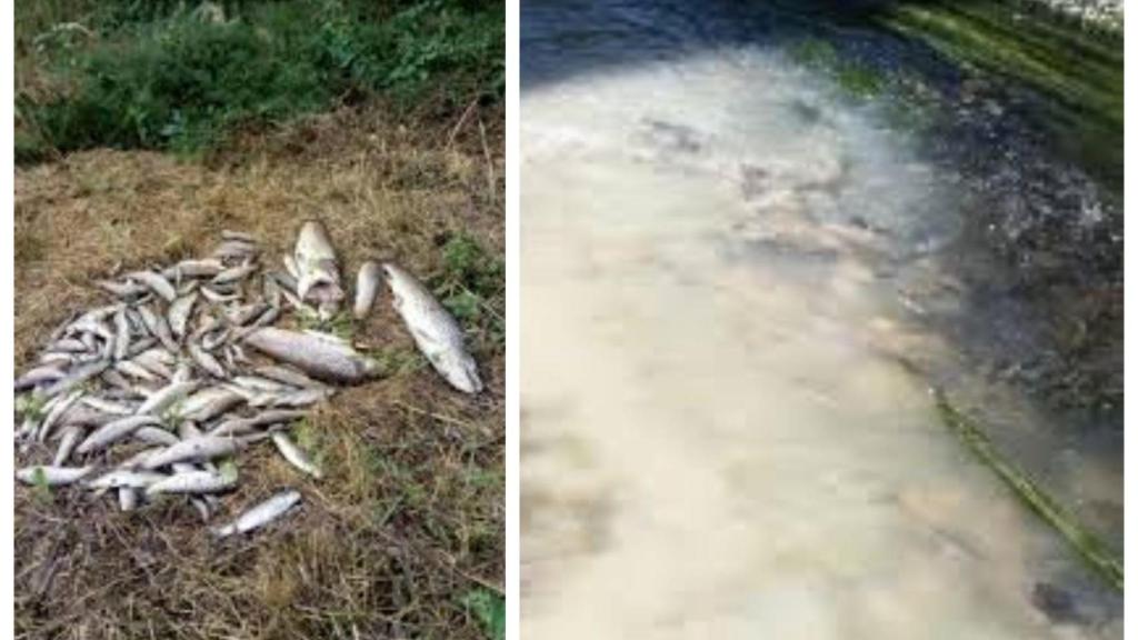 Imágenes de denuncia difundidas por el Diputado del Parlamento de Galicia