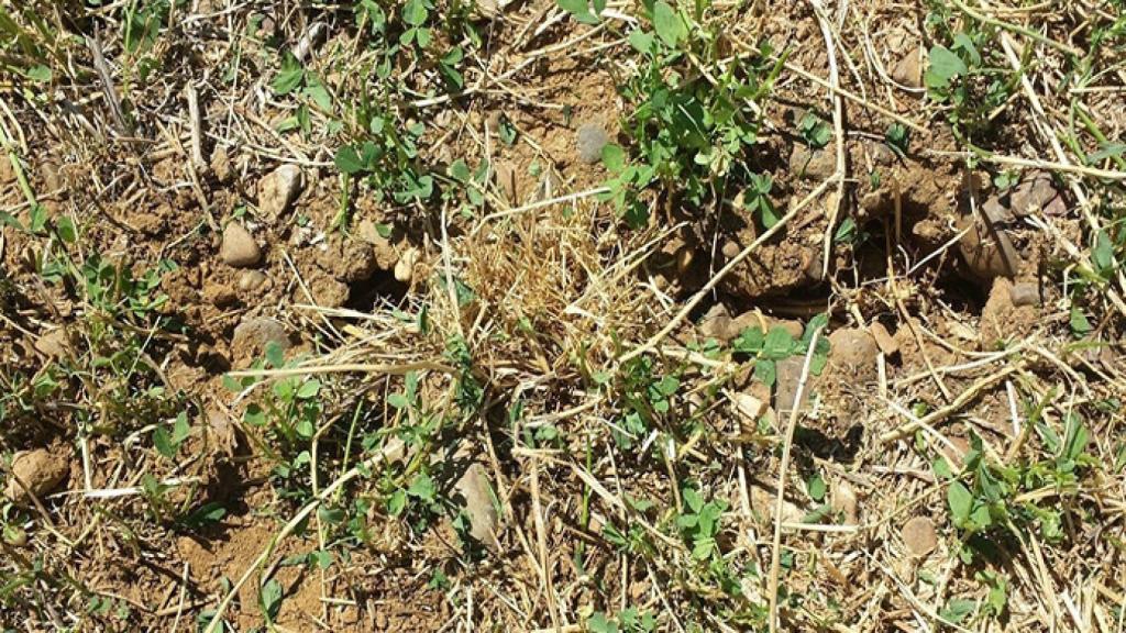 Hura de los topillos