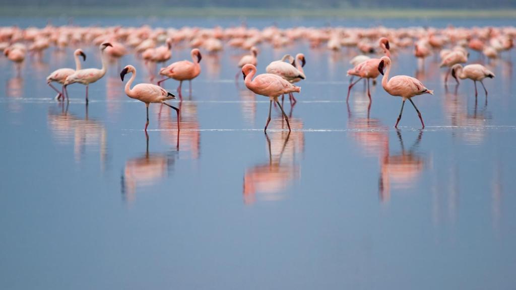Flamencos en el Lago Nakuru en el Parque Nacional del mismo nombre, en Kenia.