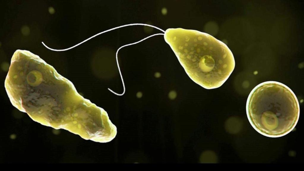 Representación de varias de estas amebas 'comecerebros'