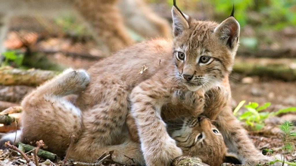 Una pareja de cachorros de lince jugando entre ellos.