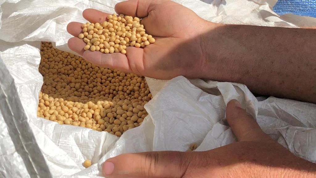 Un agricultor sujeta granos de soja.