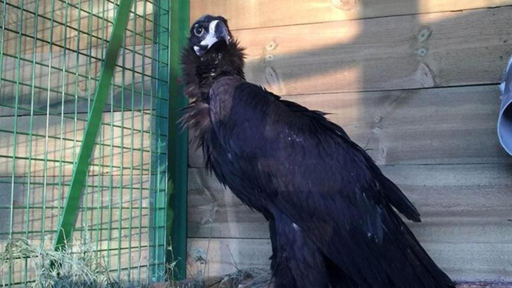 buitre-negro-sierra-de-la-demanda