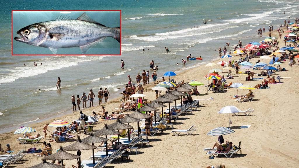 A la izquierda, el pez 'golpar' la especie que ha mordida a la mujer en la playa de 'El Rebollo' en Elche.