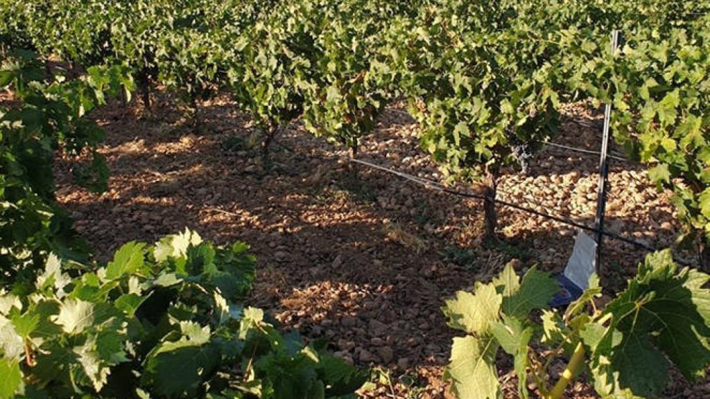 FOTO: Cooperativa El Progreso