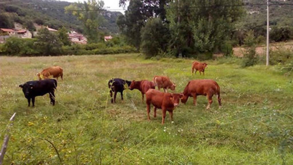 FOTO: Europa Press (Archivo)
