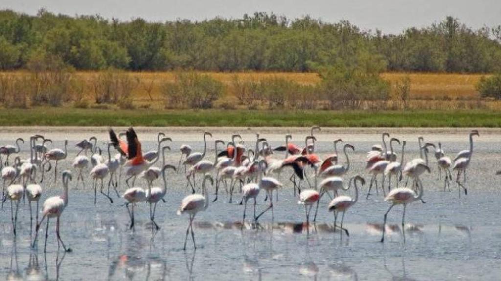 Lagunas de Villafranca. Foto: Confederación Hidrográfica del Guadiana