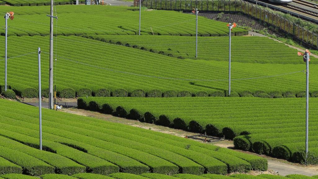 Recreación de un trazado de Texas Central
