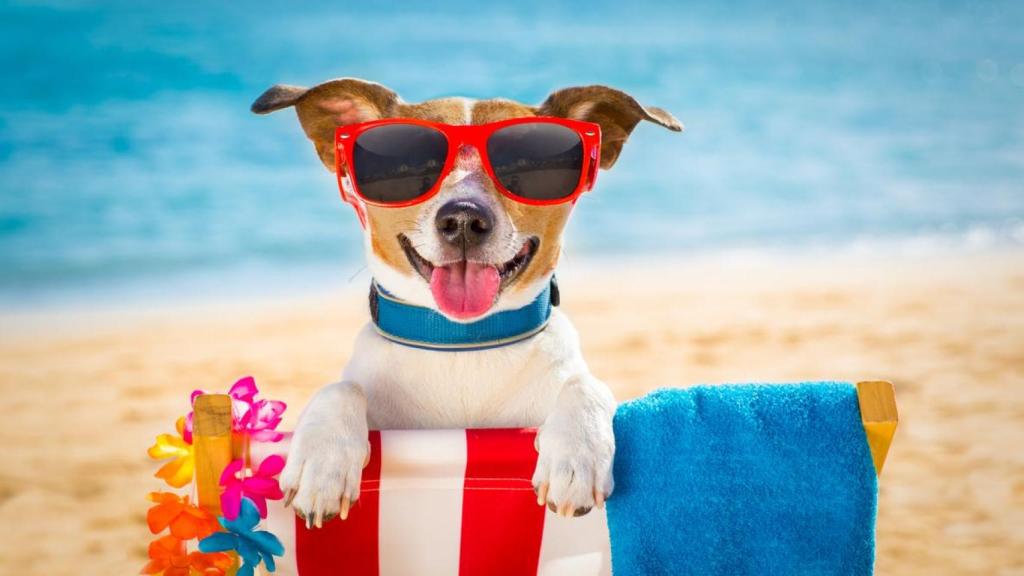 Playas para perros en Galicia: estas son a las que puedes ir con ellos en verano