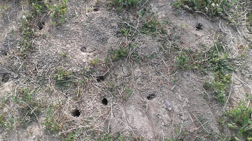 regional-plaga-topillos-junta-bocyl