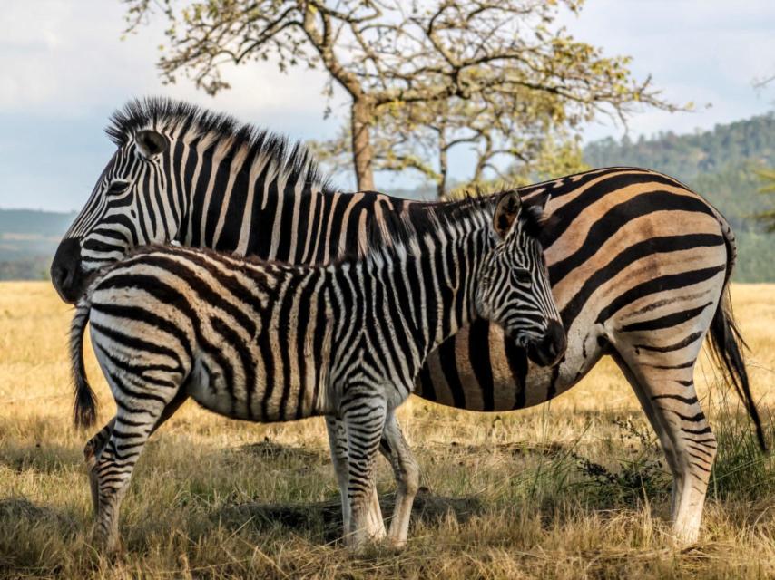 El Mlilwane Wild Santuary es el hábitat de numerosos herbivoros.
