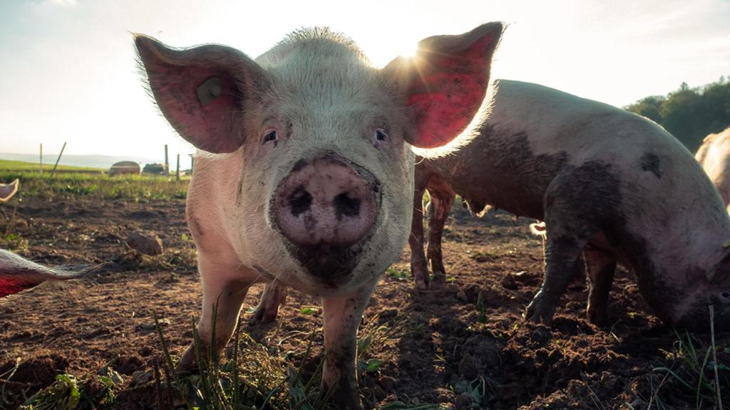 Estos sensores se adaptan a la anatomía de los cerdos.