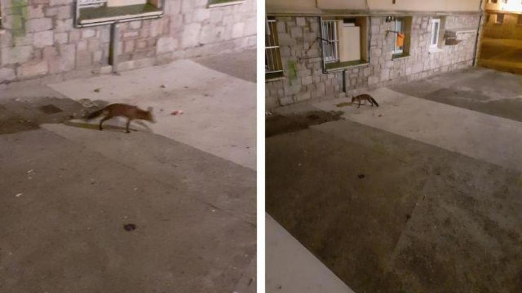 El zorro pasea por Labañou