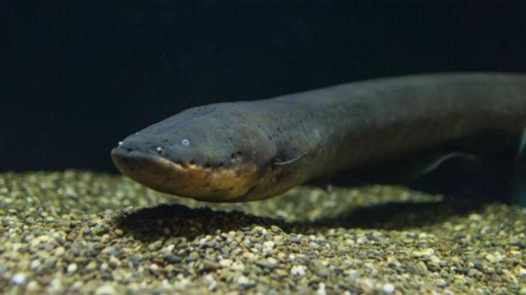 La anguila eléctrica recién descrita.