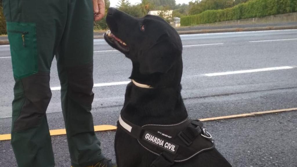El perro que rastreó a Fernández-Ochoa y  Gabriel se une a la búsqueda del desaparecido en Oleiros
