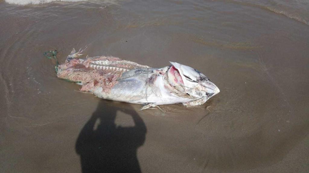 Uno de los chasis que ha retirado la Policía Local de Cartagena