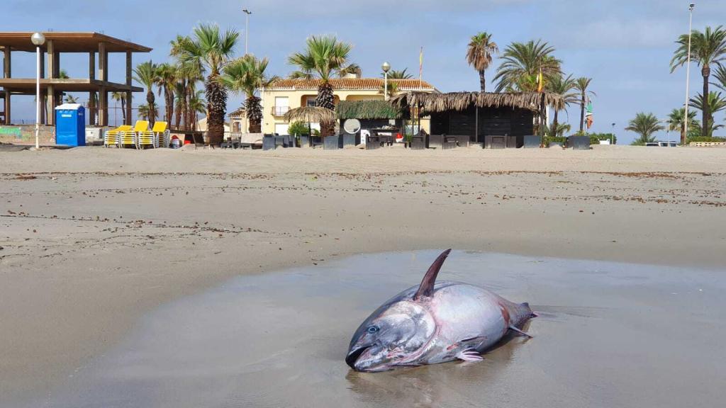 Algunas playas se han cerrado para evitar que se siga realizando esta práctica