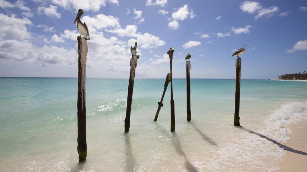 Es lógico encontrarnos con estampas tan divertidas como esta en cualquiera de las playas.