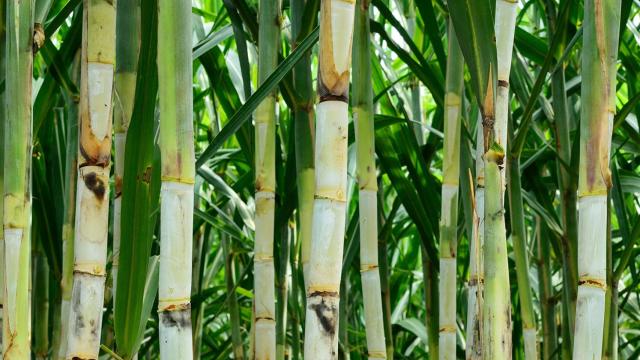 Crean una botella a partir de caña de azúcar que se descompone al 90% en seis meses