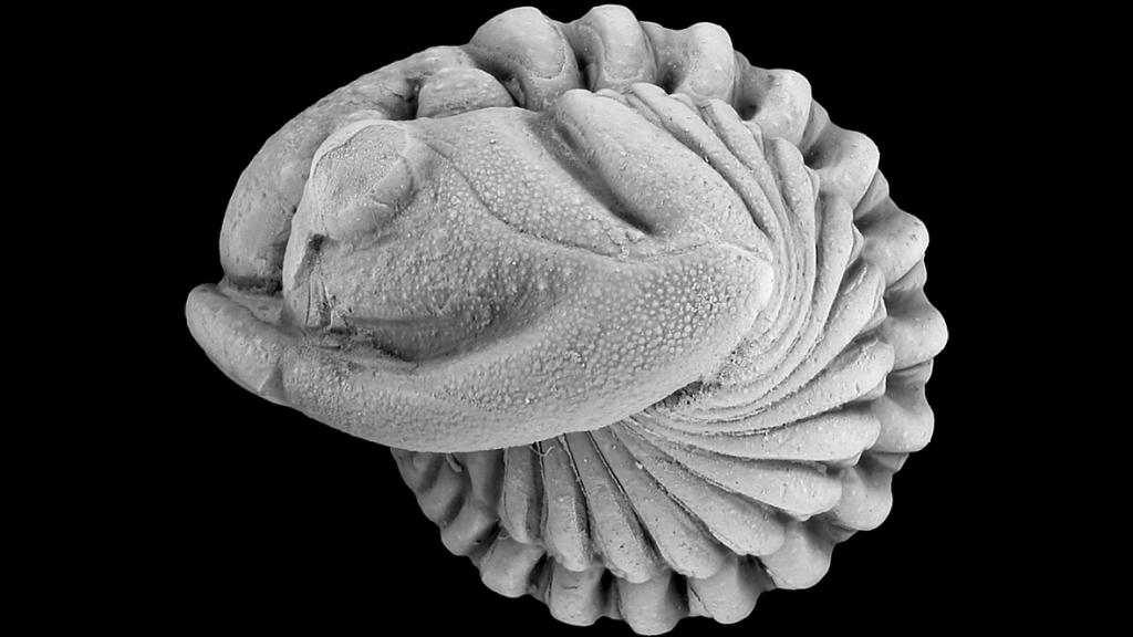Fósil de una especie de Trilobite que evolucionó durante este periodo / Fredrik Terfelt