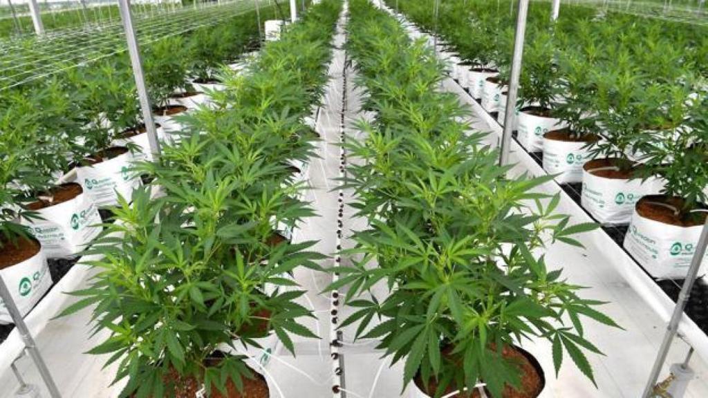 El cannabis se encontraba en un vivero legal de cáñamo en Llíria (Valencia).