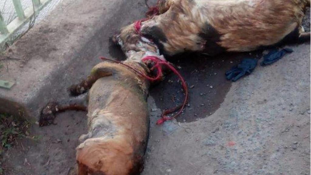 La Guardia Civil pide ayuda para encontrar a quien ahogó a perros en Mazaricos