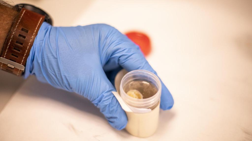 Juan Bastos, jefe de la sección de Técnicas Identificativas, explica en qué consiste la regeneración dactilar.