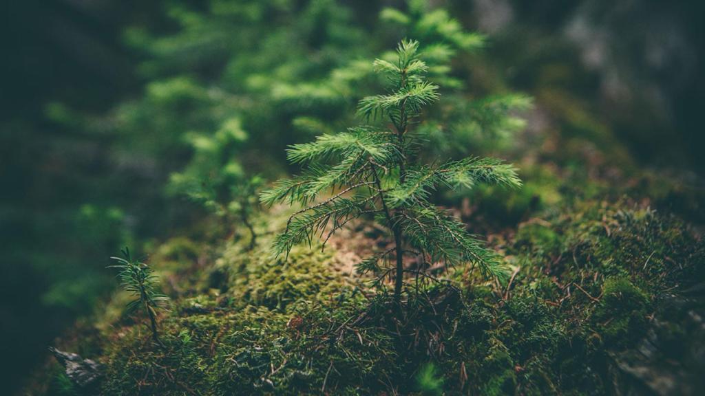 La RSE o RSC va más allá de cuidar el medio ambiente y minimizar la huella ecológica.