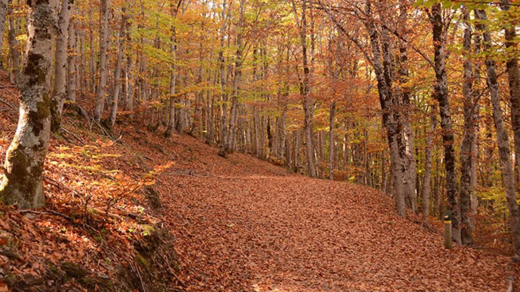 Hayedo Tejera Negra, dile hola al otoño