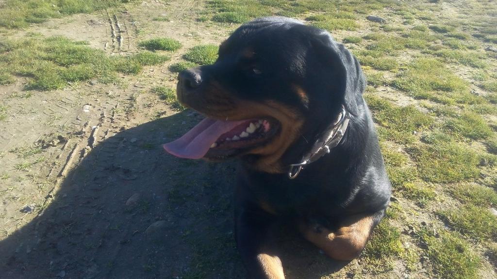 Uno de los perros de la familia.