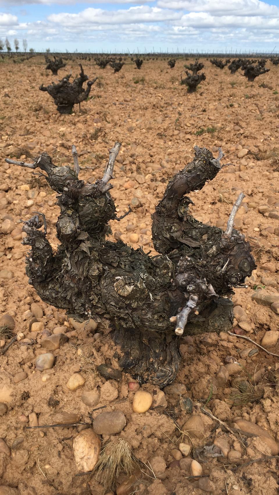 La importancia del terroir.