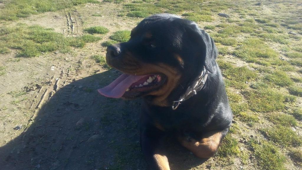 Uno de los perros de la familia, ahora en la protectora de Mejorada del Campo (Madrid).