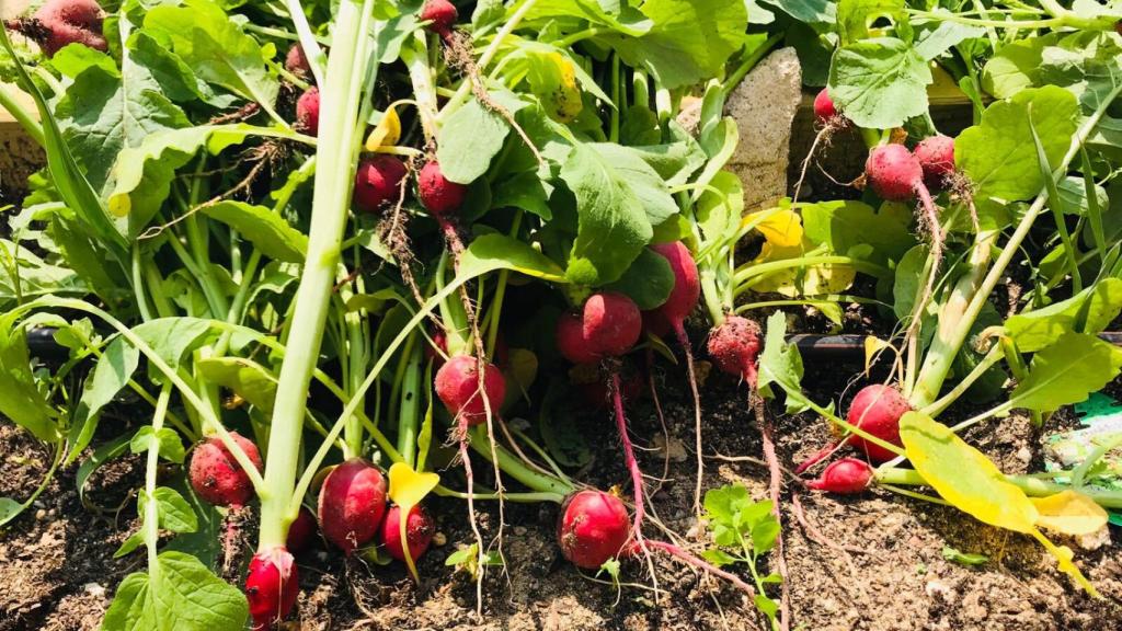 Una imagen del huerto Colegio Montserrat FUHEM.