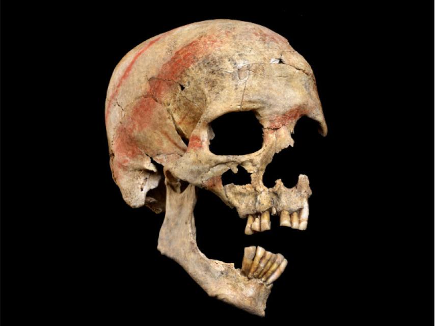 Cráneo con dos bandas de cinabrio.