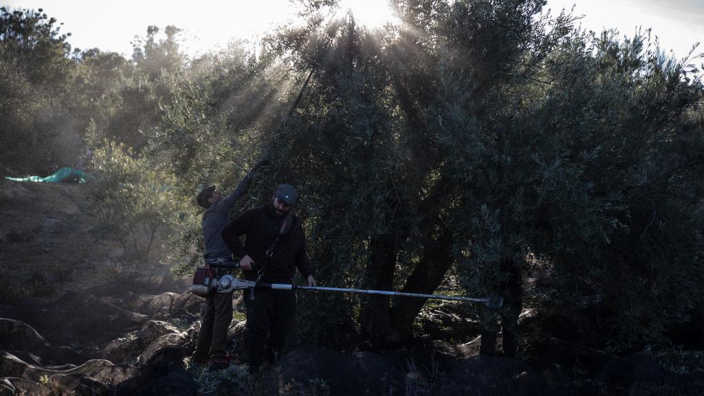 El sol haciendo aparición entre los olivos.