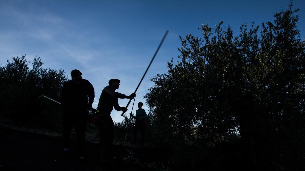 Un jornalero con una vara a primera hora de la jornada.