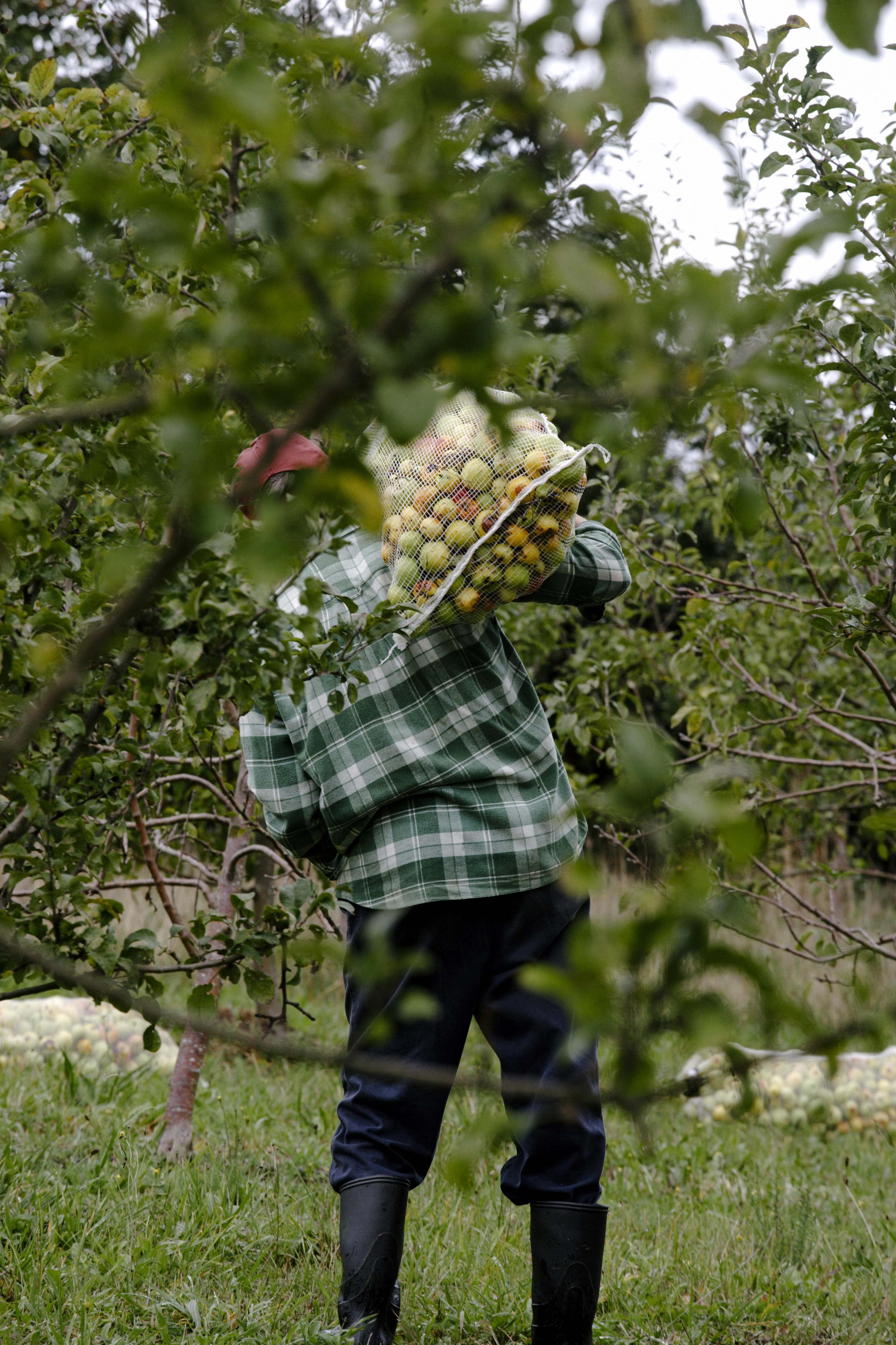 Recogida para la empresa Manzanova